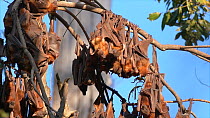 Colony of Little red flying foxes (Pteropus scapulatus) at roost, with several bats flying in, landing on others on a branch, Atherton Tablelands, Queensland, Australia.