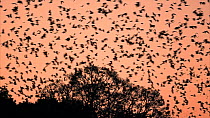 Large group of Little red flying foxes (Pteropus scapulatus) flying at dusk, Atherton Tablelands, Queensland, Australia.