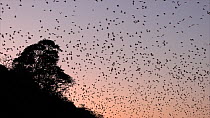 Large group of Little red flying foxes (Pteropus scapulatus) flying from their roost trees at dusk, Atherton Tablelands, Queensland, Australia.