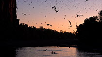 Australian freshwater crocodiles (Crocodylus johnsoni) trying to catch Little red flying foxes (Pteropus scapulatus) flying to drink from a river, Kimberley, Western Australia