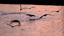 Australian freshwater crocodiles (Crocodylus johnsoni) trying to catch Little red flying foxes (Pteropus scapulatus) flying to drink from a watering hole, Kimberley, Western Australia