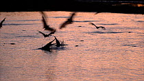 Australian freshwater crocodiles (Crocodylus johnsoni) trying to catch Little red flying foxes (Pteropus scapulatus) flying to drink from a watering hole, Kimberley, Western Australia