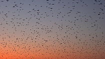 Large group of Little red flying foxes (Pteropus scapulatus) flying at dusk, Atherton Tablelands, Queensland, Australia.