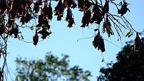 Colony of Little red flying foxes (Pteropus scapulatus) roosting, with their ears and wings backlit, Atherton Tablelands, Queensland, Australia.