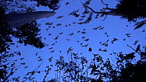 Wide angle shot of Little red flying foxes (Pteropus scapulatus) flying at dusk, Atherton Tablelands, Queensland, Australia.