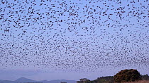 Wide angle shot of Little red flying foxes (Pteropus scapulatus) flying at dusk, Atherton Tablelands, Queensland, Australia.