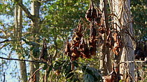 Little red flying foxes (Pteropus scapulatus) grooming themselves at their daytime roost, Atherton Tablelands, Queensland, Australia.