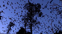 Little red flying foxes (Pteropus scapulatus) flying from roosting tree at dusk, Atherton Tablelands, Queensland, Australia.