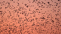 Little red flying foxes (Pteropus scapulatus) flying from their roost at dusk, Atherton Tablelands, Queensland, Australia.