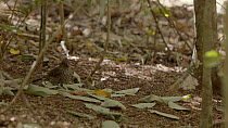 Male Tooth-billed bowerbird (Scenopoeetes dentirostris) removing yellow leaves from his bower, leaving only green leaves turned over on the ground, Atherton Tablelands, Queensland, Australia.