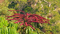 Australia umbrella tree (Schefflera actinophylla) in flower, Atherton Tablelands, Queensland, Australia.