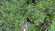 Male Victoria's riflebird (Ptiloris victoriae) calling in the forest, Atherton Tablelands, Queensland, Australia.