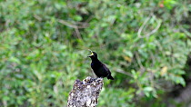 Male Victoria's riflebird (Ptiloris victoriae) calling in the forest, Atherton Tablelands, Queensland, Australia.