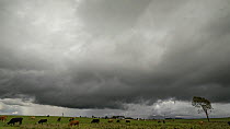 Timelapse of rain clouds over a field of cattle, Atherton Tablelands, North Queensland, Australia.