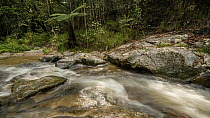 Tracking timelapse over a rainforest creek, Kauri Creek, Atherton Tablelands, North Queensland. 2017.