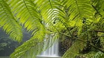 Timelapse of Millaa Millaa Falls, seen from behind fern leaves, Wet Tropics World Heritage Area, Atherton Tablelands, North Queensland, Australia. 2017.