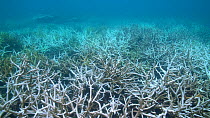 Bleached Staghorn corals (Acropora cervicornis), Great Barrier Reef, Australia, 2017.