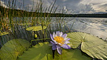 Timelapse of Water lily (Nymphaea gigantea) closing at dusk, Lake Barrine, Wet Tropics World Heritage Area, North Queensland, Australia.