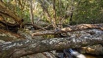 Tracking timelapse over a creek in a dry Eucalyptus forest, Davis Creek, Wet Tropics World Heritage Area, North Queensland, Australia.