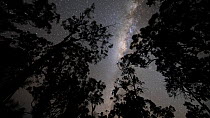 Tracking timelapse of stars and the Milky Way seen through the rainforest canopy, Wet Tropics World Heritage Area, North Queensland, Australia.