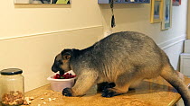 Hand-reared Boongary (Dendrolagus lumholtzi) feeding in a kitchen, Atherton Tablelands, Queensland, Australia.