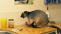 Hand-reared Boongary (Dendrolagus lumholtzi) feeding in a kitchen, Atherton Tablelands, Queensland, Australia.