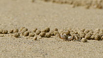 Sand bubbler crab (Dotillidae) feeding, filtering detritus and plankton from sand and discarding the processed sand as pellets, which cover the beach, Wet Tropics World Heritage Area, Cape Tribulation...