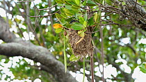 Helmeted friarbird (Philemon buceroides) nesting amongst Mangroves (Rhizophora), Cape Tribulation, Wet Tropics World Heritage Area, North Queensland, Australia.