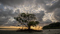 Timelapse of the sun rising behind a Mangrove (Rhiophora) at low tide, Daintree, Wet Tropics World Heritage Area, North Queensland, Australia.