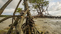 Timelapse of Periwinkle snails (Littoraria) climbing up Mangrove (Rhizophora) roots at lowtide, Daintree, Wet Tropics World Heritage Area, North Queensland, Australia.