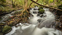 Tracking timelapse looking over a rainforest creek, Atherton Tablelands, North Queensland, Australia