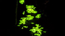 Timelapse from day to night of bioluminescent fungi (Omphalotus nidiformis / Pleurotus nidiformis) on a tree trunk, Atherton Tablelands, Queensland, Australia.