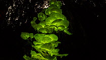 Timelapse from day to night of bioluminescent fungi (Omphalotus nidiformis / Pleurotus nidiformis) on a tree trunk, Atherton Tablelands, Queensland, Australia.