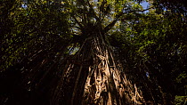 Timelapse of a Strangler fig (Ficus virens) at night lit by the moon, known as the Curtain Fig Tree, this individual is over 500 years old, Atherton Tablelands, Wet Tropics World Heritage Area, Queens...