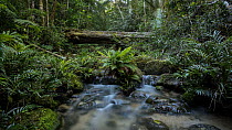 Tracking timelapse panning over a forest creek near Mount Lewis, Wet Tropics World Heritage Area, North Queensland, Australia.