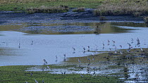 Timelapse of Brolga cranes (Grus rubicunda) and Sarus cranes (Grus antigone) roosting at a waterhole, Bromfield Swamp, Wet Tropics World Heritage Area, North Queensland, Australia.
