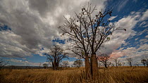 Timelapse of fruiting Boab trees (Adansonia gregorii) at night, lit by the moon, the glow of bushfires can be seen in the clouds, Wyndham, Kimberley, Western Australia, 2016.
