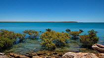 Timelapse of the tide rising at Cape Leveque, with Mangroves (Rhizophora) in the foreground, Kimberley, Western Australia, 2016