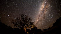 Timelapse of Boab trees (Adansonia gregorii) at night, with stars and the Milky Way, Kimberley, Western Australia, 2016.