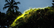 Timelapse of Fireflies (Lampyridae) flying around a tree, Bicol, Philippines.