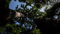 Timelapse looking up the trunks of twin Bull kauri (Agathis microstachya) at night, lit by the moon, Lake Barrine, Atherton Tablelands, North Queensland, Australia.