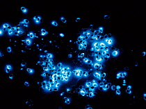 Sea Firefly (Vargula hilgendorfii) group showing bioluminescence, Chiba, Japan