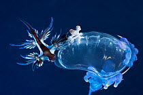 Pelagic nudibranch / Blue sea slug (Glaucus atlanticus) along with a much smaller relative, (Glaucilla sp) feeding on a Portuguese man o&#39; war, (Physalia utriculus) Kona, Hawaii, Hawaiian Islands,...