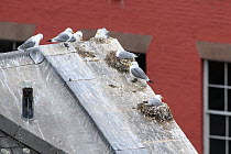 Black-legged kittiwakes (Rissa tridactyla) on nests on a building in Newcastle city centre. Newcastle, UK. June