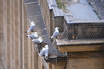 Black-legged kittiwakes (Rissa tridactyla) on their nests, built on a building ledge in Newcastle city centre. The netting was erected on listed buildings in an attempt to prevent kittiwakes nesting a...