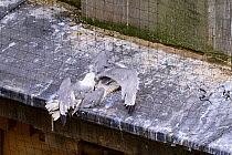 Black-legged kittiwake (Rissa tridactyla) adults, killed after becoming in netting erected on listed buildings to prevent the kittiwakes nesting and defecating on them in Newcastle city centre. Newcas...