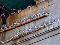 Black-legged kittiwake (Rissa tridactyla) adults on nests underneath the Tyne Bridge. Also visible are kittiwakes that died after being trapped in netting erected as a deterrent to the kittiwakes bree...