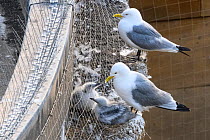 Black-legged kittiwake (Rissa tridactyla) adults and chicks. Also visible is the netting installed as a deterrent to kittiwakes breeding on the buildings. One chick has slipped through the netting, so...