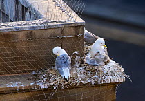 Black-legged kittiwake (Rissa tridactyla) adults and chicks on nests on a building ledge in Newcastle city centre. Also visible is netting and spikes installed in an attempt to prevent the kittiwakes...
