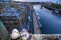 Black-legged kittiwake (Rissa tridactyla) adult and chicks at their nest on a ledge of the Tyne Bridge, overlooking Newcastle and the Tyne. Newcastle, UK. July